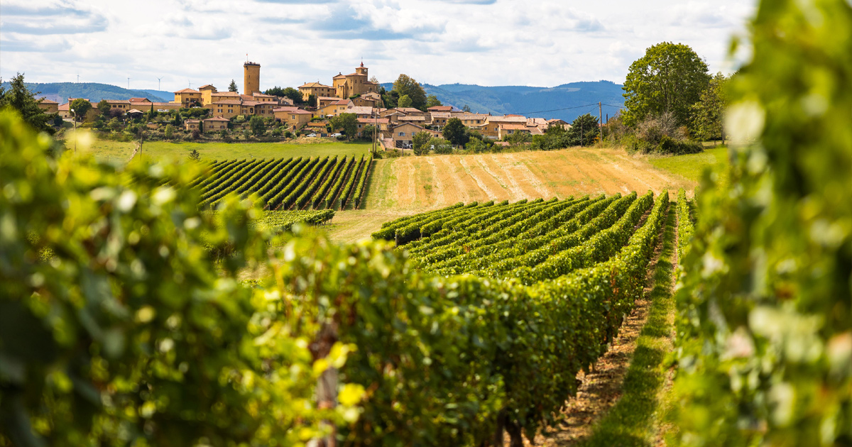 Uniform rows of grapevines in France with a hilltop town in the background