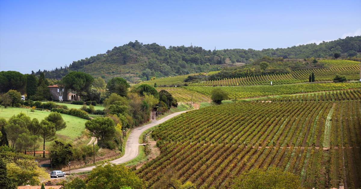 A large vineyard with hillside vines below a forested ridge